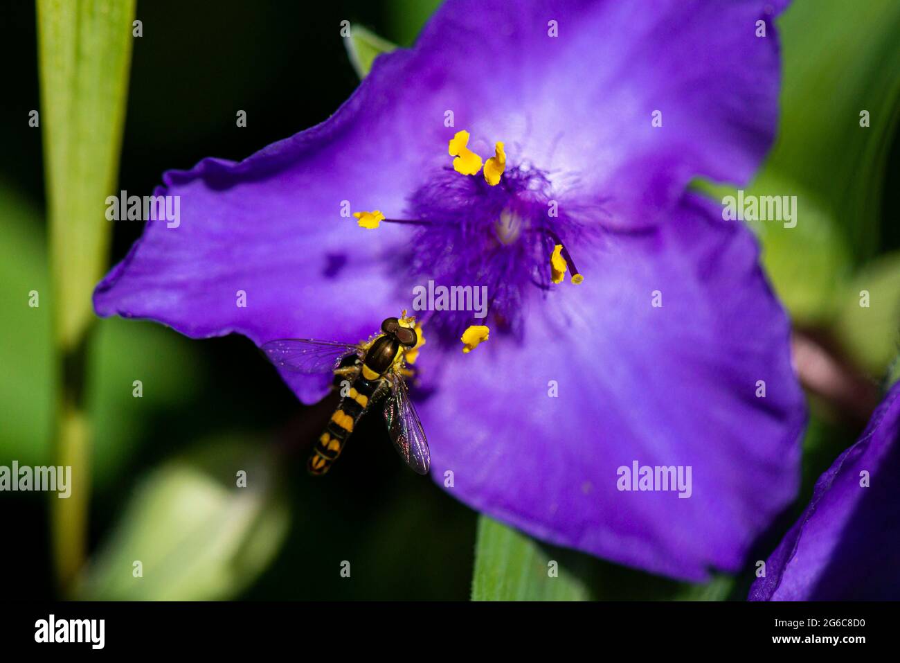 Un hoverfly maschio lungo (Scripta di Sphaerophoria) sul fiore di una Tradeparita Foto Stock