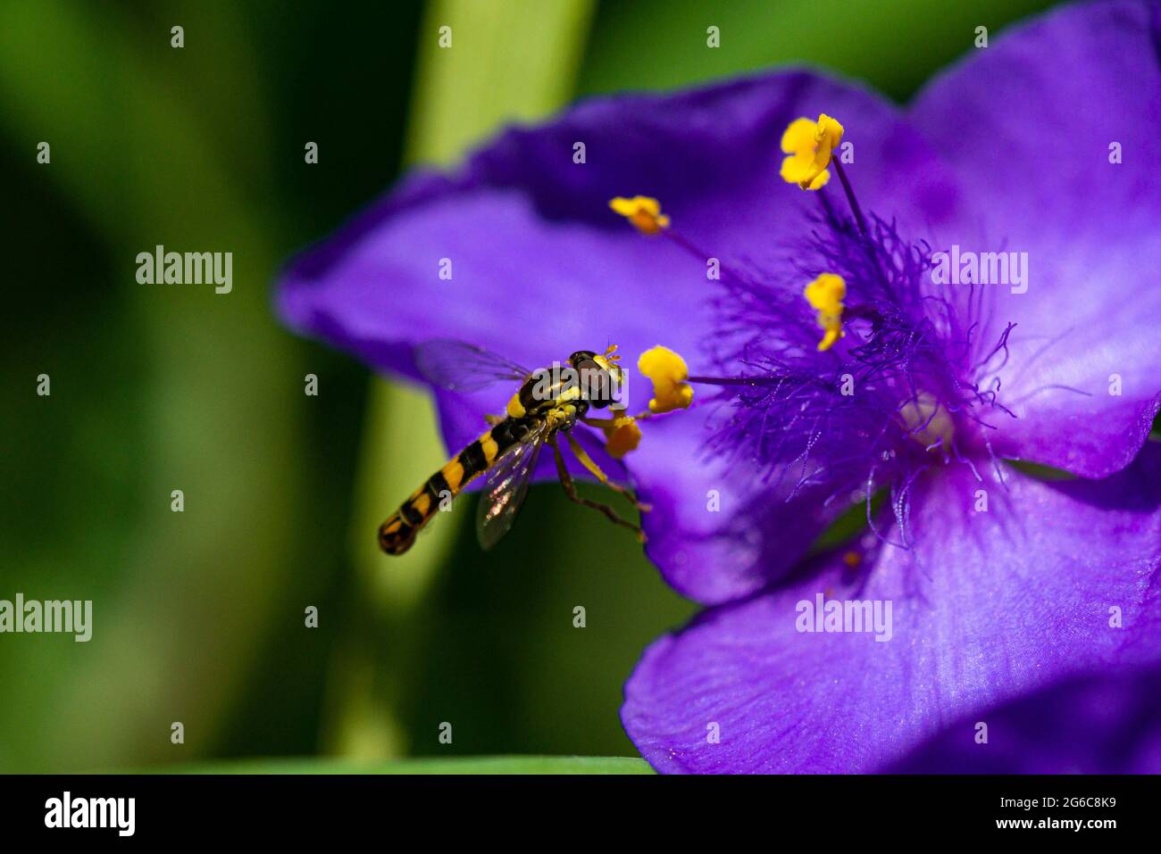 Un hoverfly maschio lungo (Scripta di Sphaerophoria) sul fiore di una Tradeparita Foto Stock