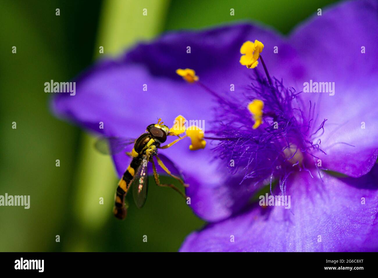 Un hoverfly maschio lungo (Scripta di Sphaerophoria) sul fiore di una Tradeparita Foto Stock