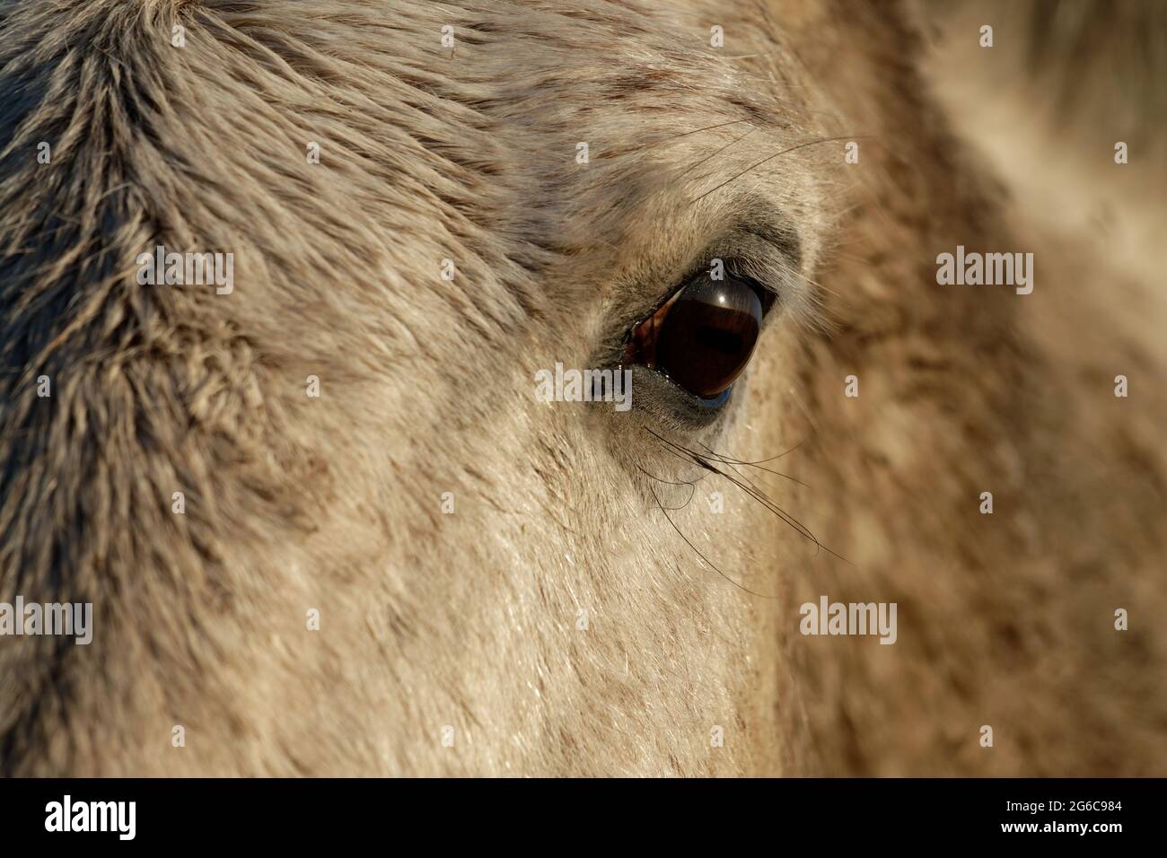 Close up dell'occhio di un cavallo bianco Foto Stock