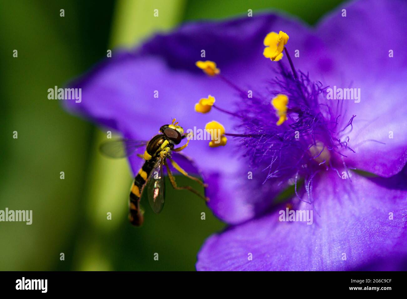 Un hoverfly maschio lungo (Scripta di Sphaerophoria) sul fiore di una Tradeparita Foto Stock