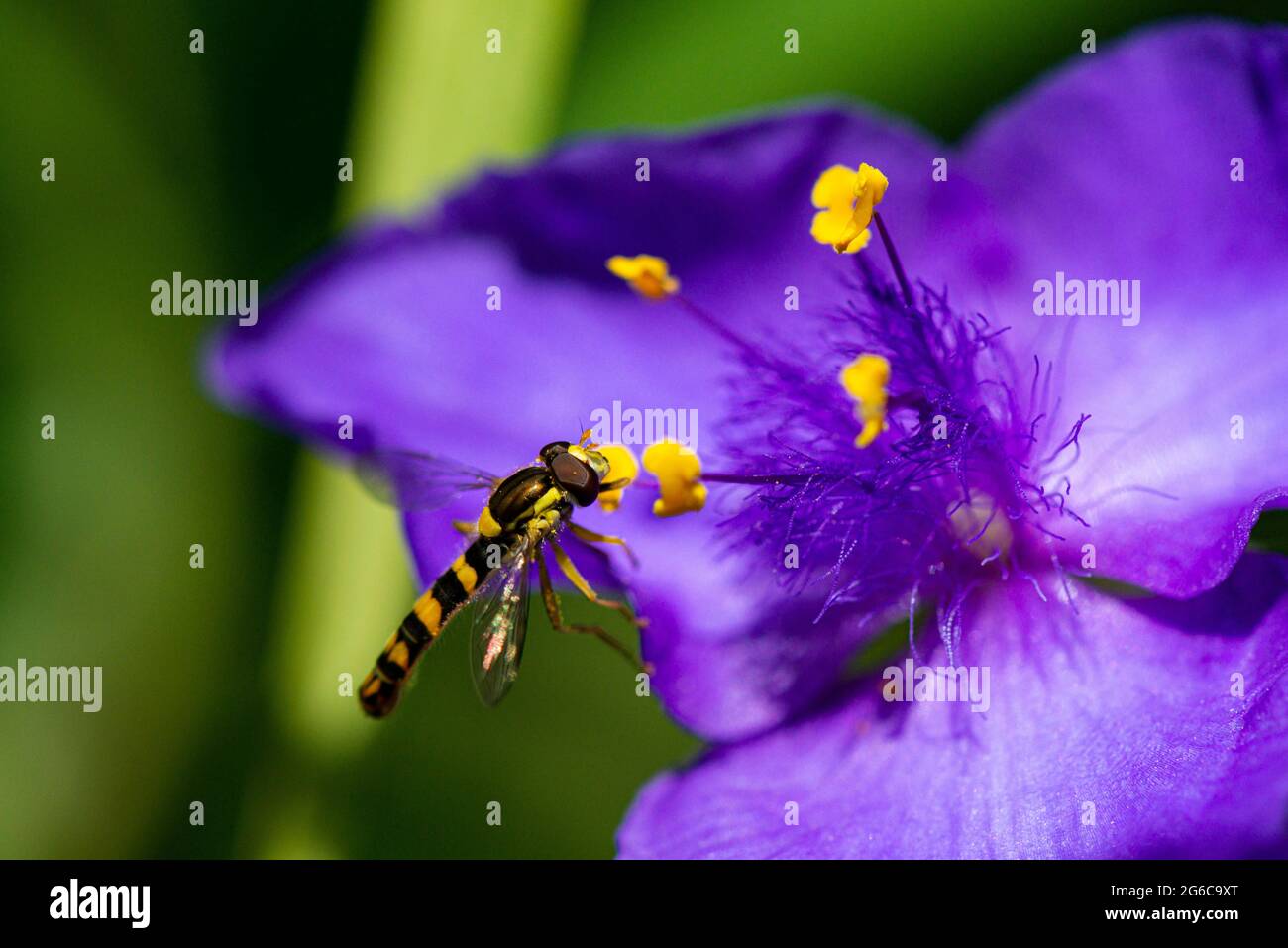Un hoverfly maschio lungo (Scripta di Sphaerophoria) sul fiore di una Tradeparita Foto Stock