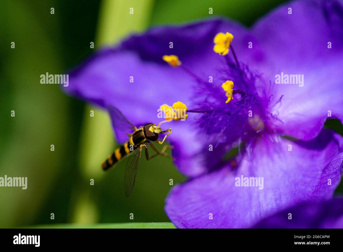 Un hoverfly maschio lungo (Scripta di Sphaerophoria) sul fiore di una Tradeparita Foto Stock