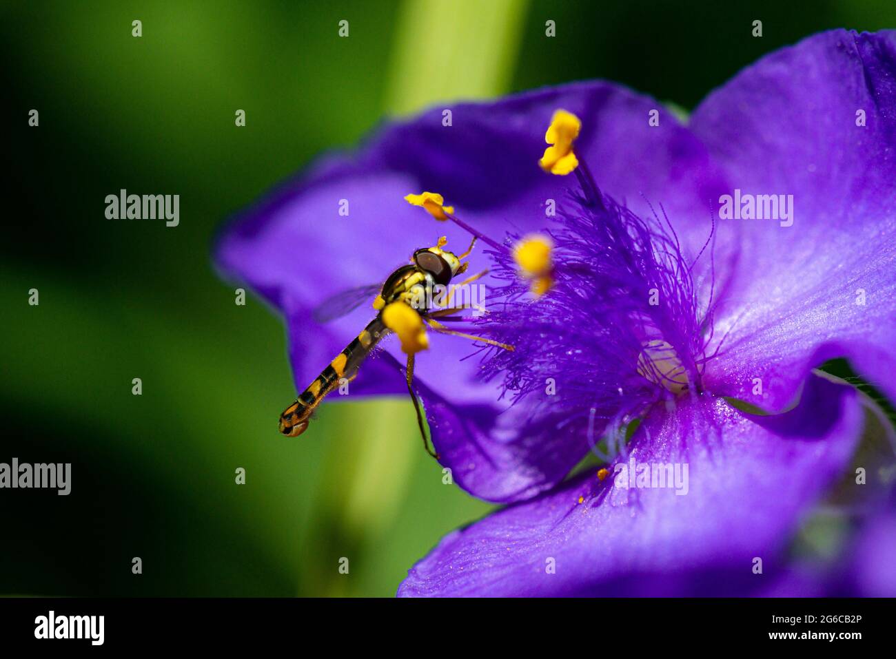 Un hoverfly maschio lungo (Scripta di Sphaerophoria) sul fiore di una Tradeparita Foto Stock