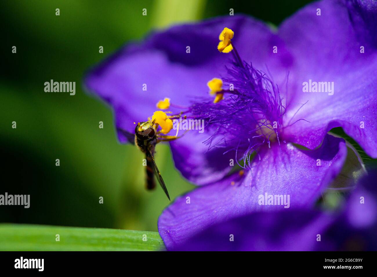 Un hoverfly maschio lungo (Scripta di Sphaerophoria) sul fiore di una Tradeparita Foto Stock