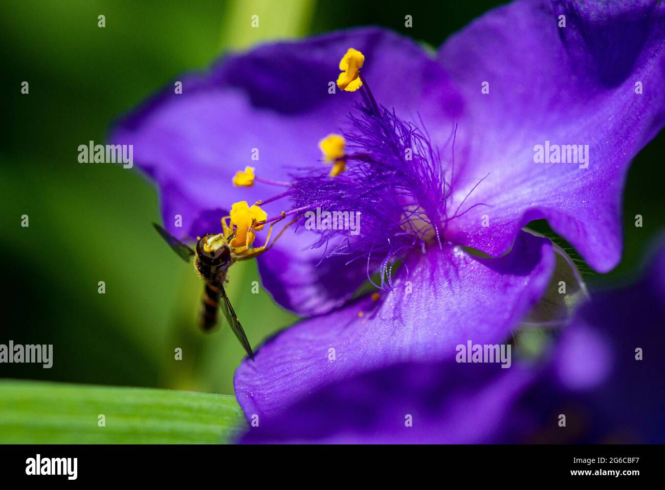 Un hoverfly maschio lungo (Scripta di Sphaerophoria) sul fiore di una Tradeparita Foto Stock