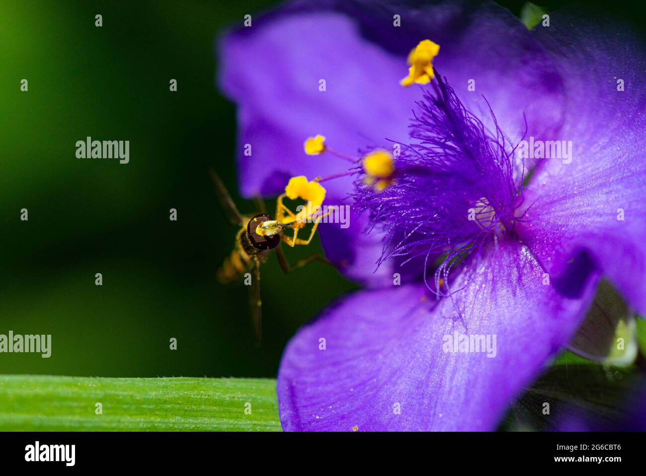 Un hoverfly maschio lungo (Scripta di Sphaerophoria) sul fiore di una Tradeparita Foto Stock