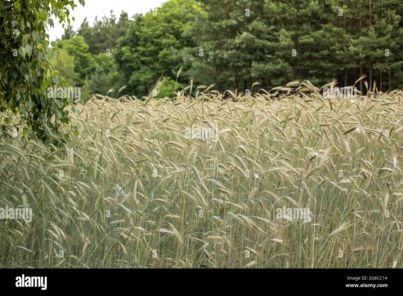 Un campo di grano di segale di maturazione. Campagna polacca in estate piante dell'Europa centrale. Orecchie di segale. Foto Stock