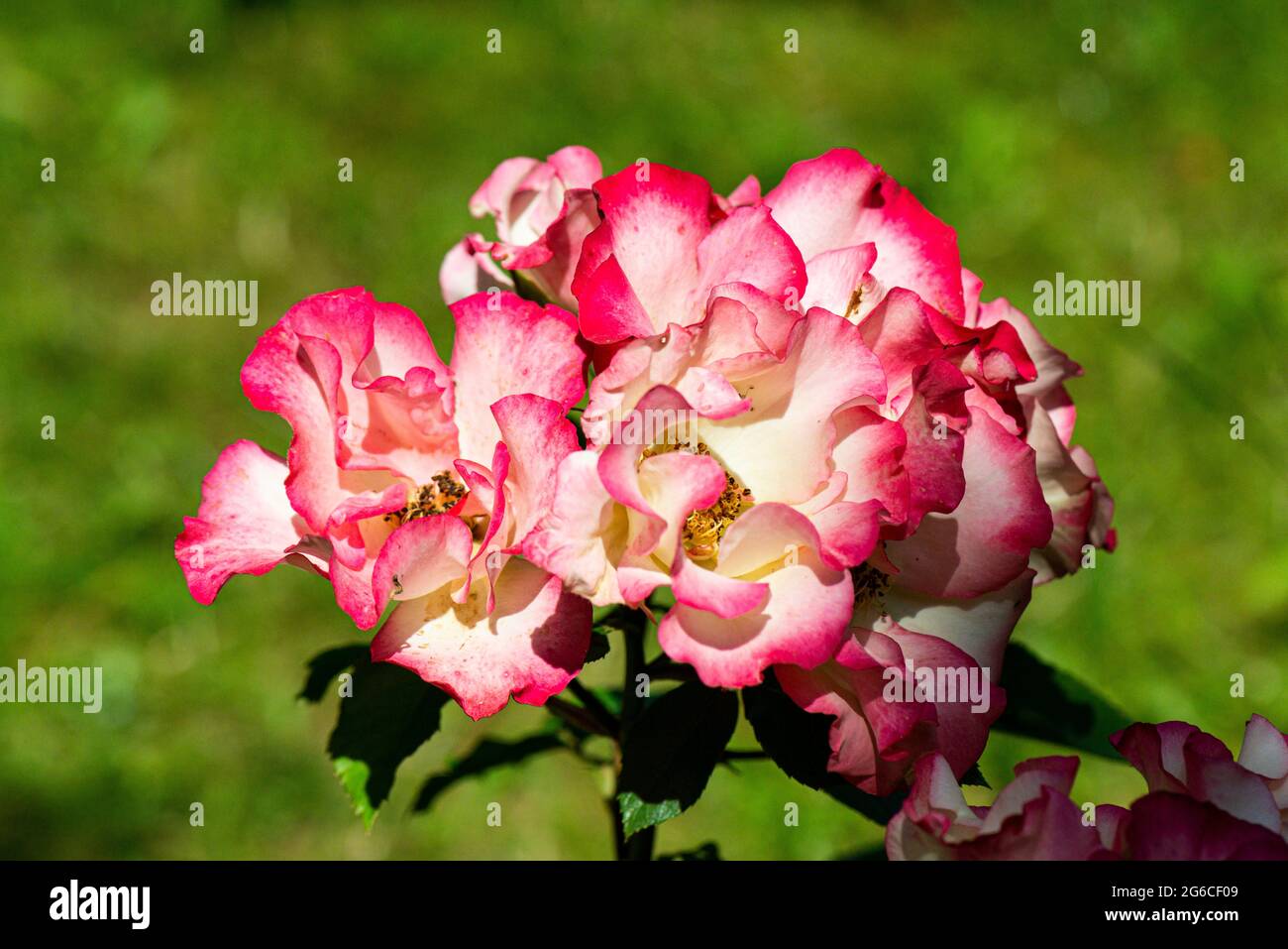 I fiori di una ragazza di compleanno Rose Foto Stock
