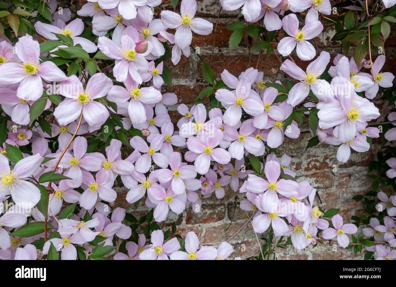 Primo piano di clematis rosa 'Mantana' fiori fioriti che crescono su un muro nel giardino in primavera Inghilterra Regno Unito GB Gran Bretagna Foto Stock