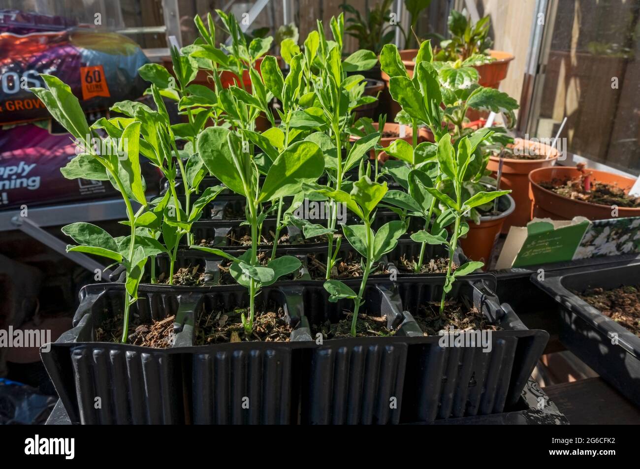 Primo piano di piante di piselli dolci piantine in vasi trainer radice in serra in primavera Inghilterra Regno Unito GB Gran Bretagna Foto Stock