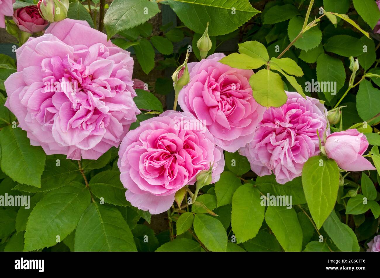 Primo piano di rosa arbusto rosa ‘Gertrude Jekyll’ rose fiorite su trellis su una parete fiori in giardino in estate Inghilterra Regno Unito Gran Bretagna Foto Stock