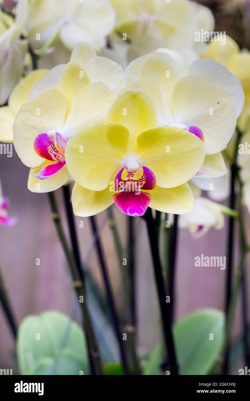 Fiori di orchidee rosa e giallo sul gambo Foto Stock