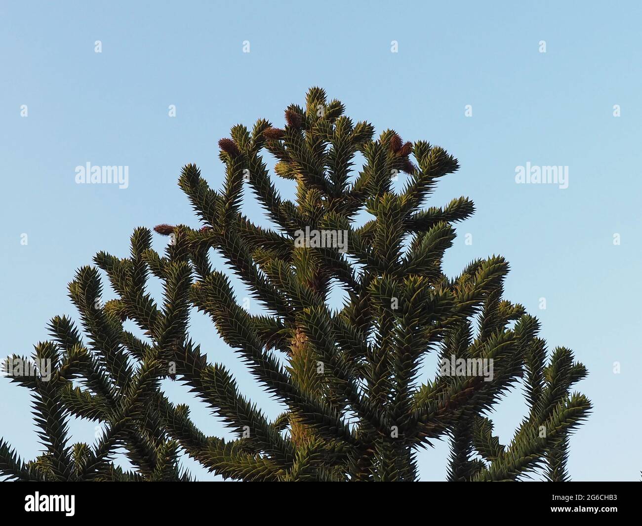 Cima di araucaria verde pallido cileno contro cielo blu Foto Stock
