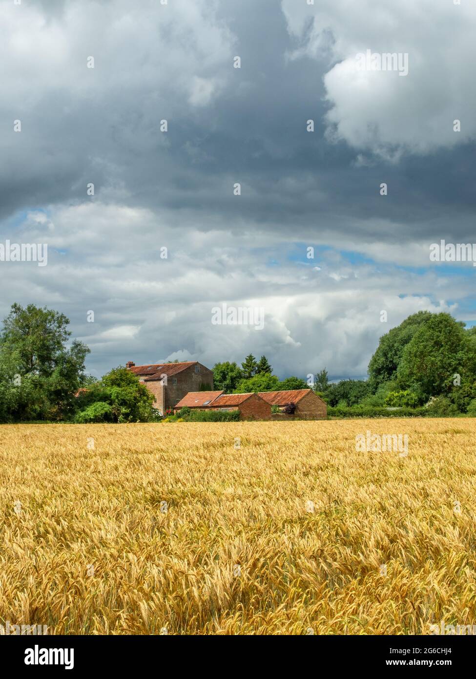 Veew attraverso un campo di grano giallo o orzo ad un vecchio mulino di mattoni rossi in lontananza in una giornata di sole. Foto Stock