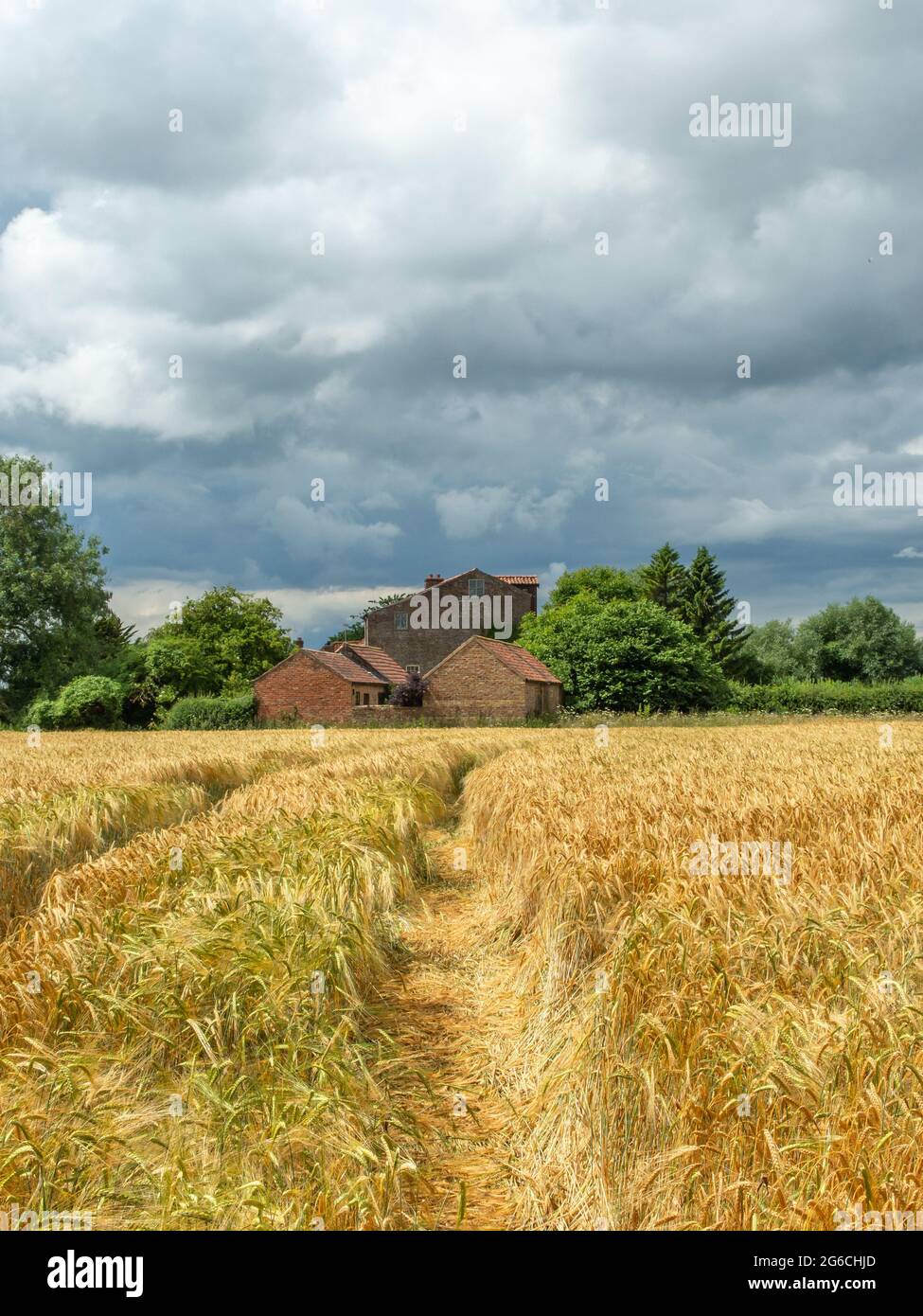 Veew attraverso un campo di grano giallo o orzo ad un vecchio mulino di mattoni rossi in lontananza in una giornata di sole. Foto Stock