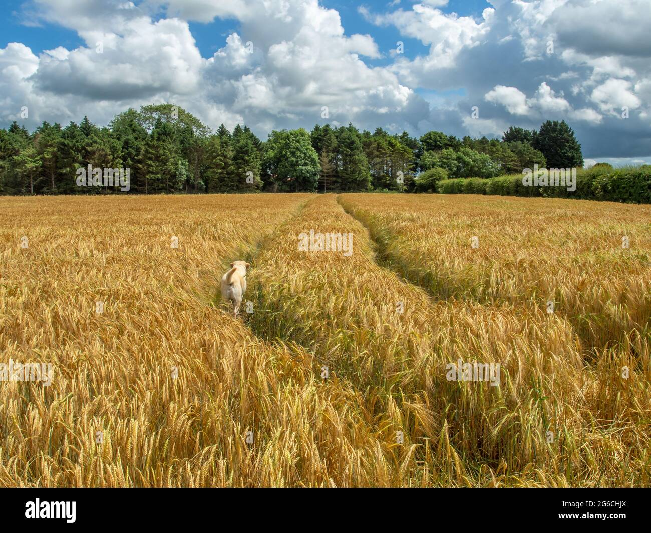 Veew attraverso un campo di grano giallo o orzo agli alberi in lontananza e un cane in primo piano in una giornata di sole. Foto Stock