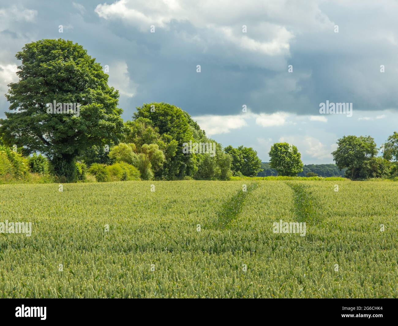 Si può attraversare un campo di grano verde o orzo con le linee del tram per gli alberi in lontananza in una giornata di sole. Foto Stock
