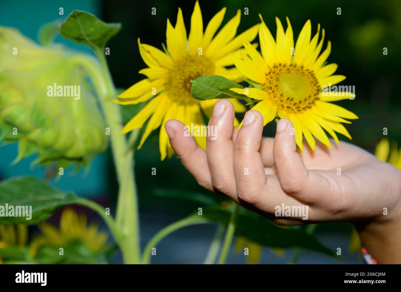 Bellissimo il girasole Foto Stock