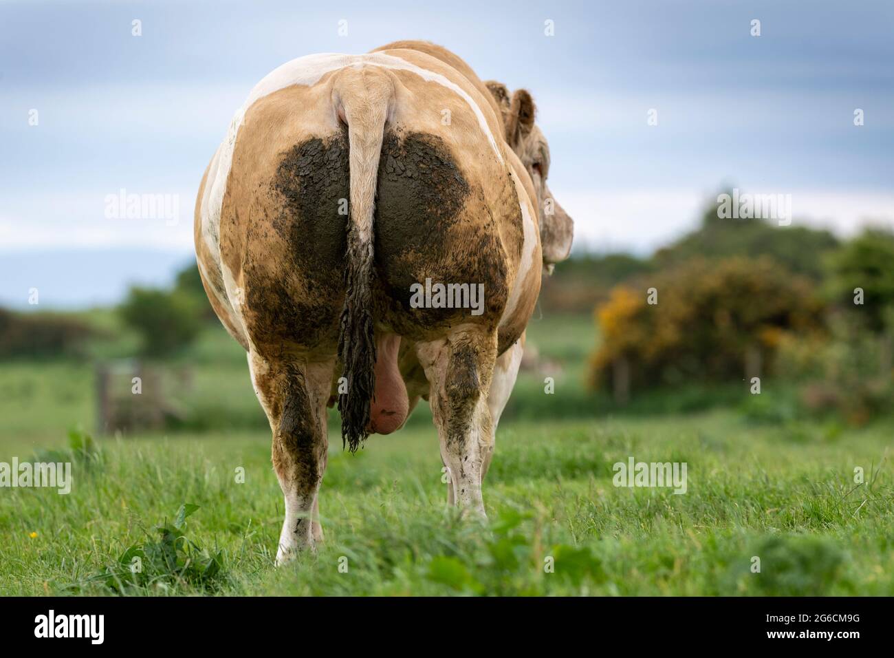 Potente pedigree Simmental Beef bull in Pasture, Annan, Scozia, UK. Foto Stock
