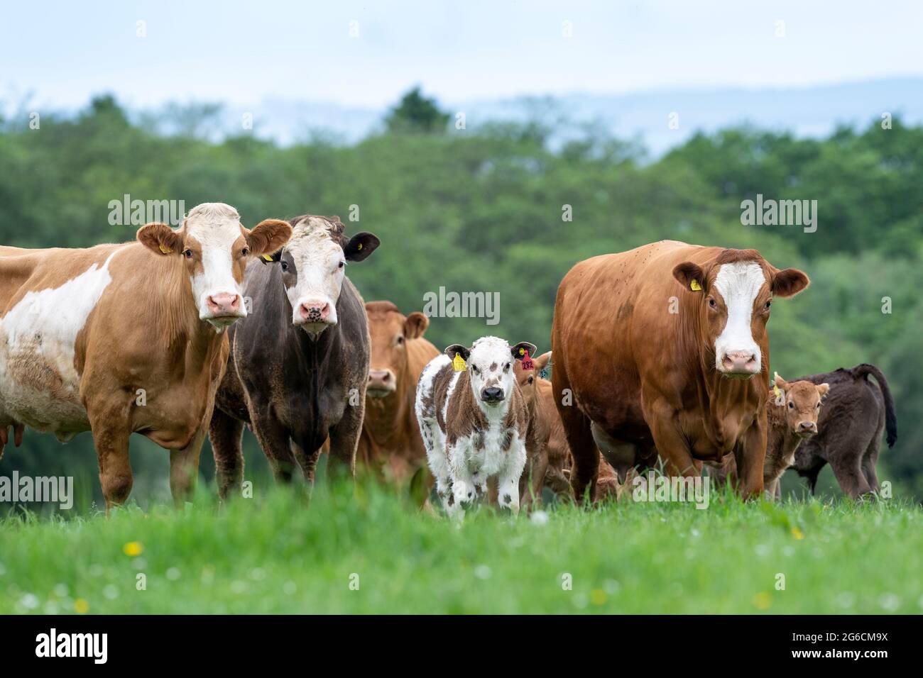 Pedigree Simmental Beef mucche e vitelli in pascolo vicino Annan, Scozia, UK. Foto Stock