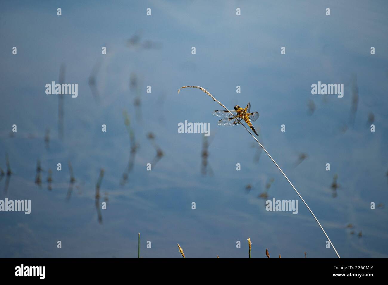 Una libellula su un gambo di erba. Una libellula a riposo su una lama di erba. Foto scattata sul bordo dello stagno di Lieschbach nei Vosgi in Francia. Foto Stock
