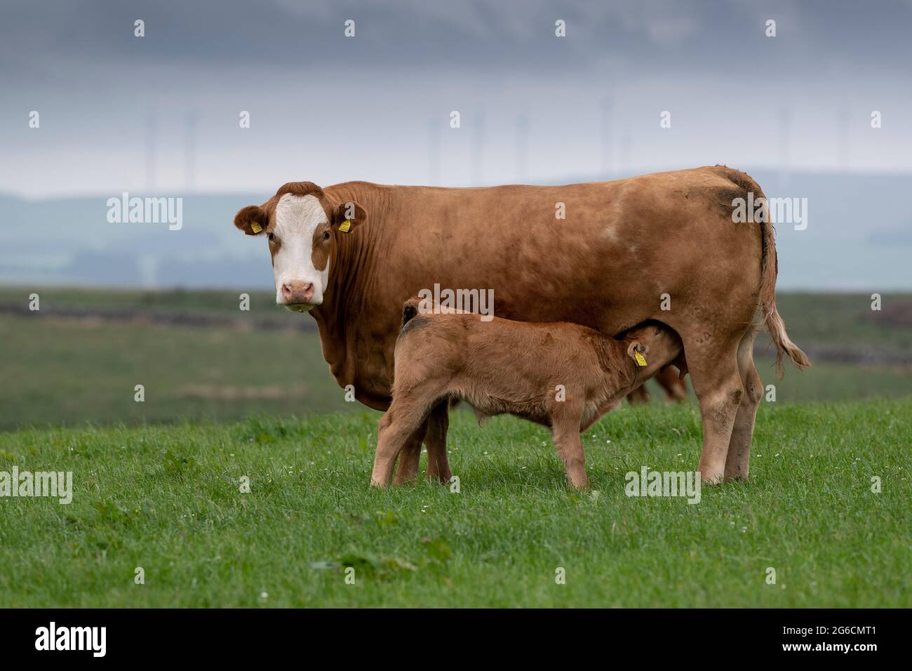 Crossbred simmental Beef suckler bovino con vitelli su pascoli di montagna, Lockerbie, Scozia, Regno Unito. Foto Stock