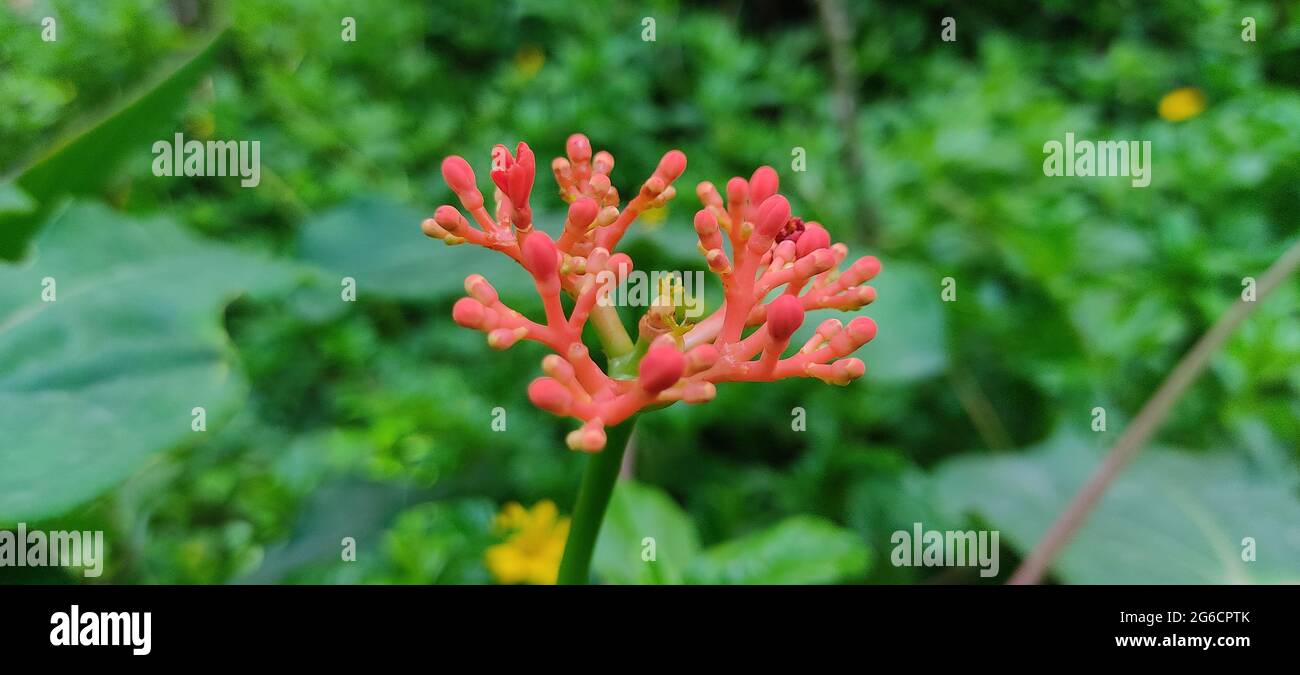 Mungitura dal giardino a fuoco. Foto Stock