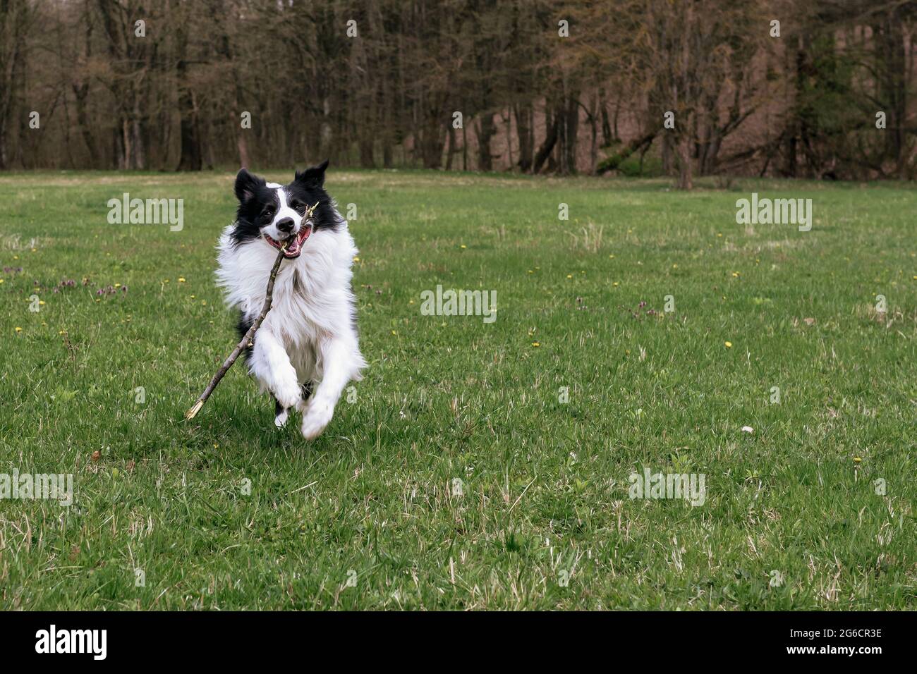 Collie di bordo bianche e nere che giocano sull'erba verde Foto Stock
