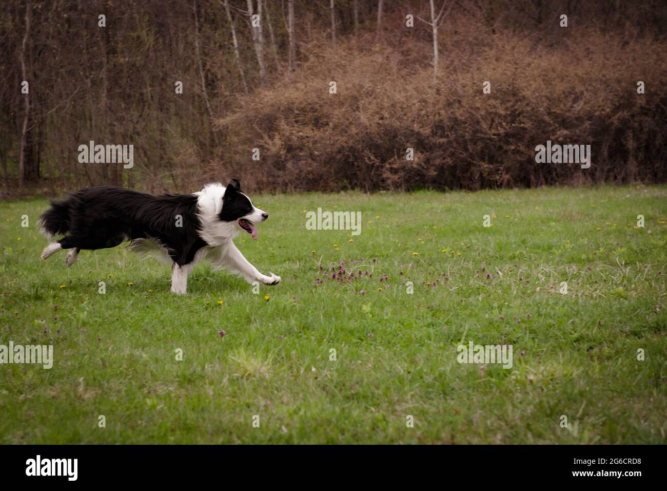 Border Collie che corre in una foresta come visto in Romania Foto Stock