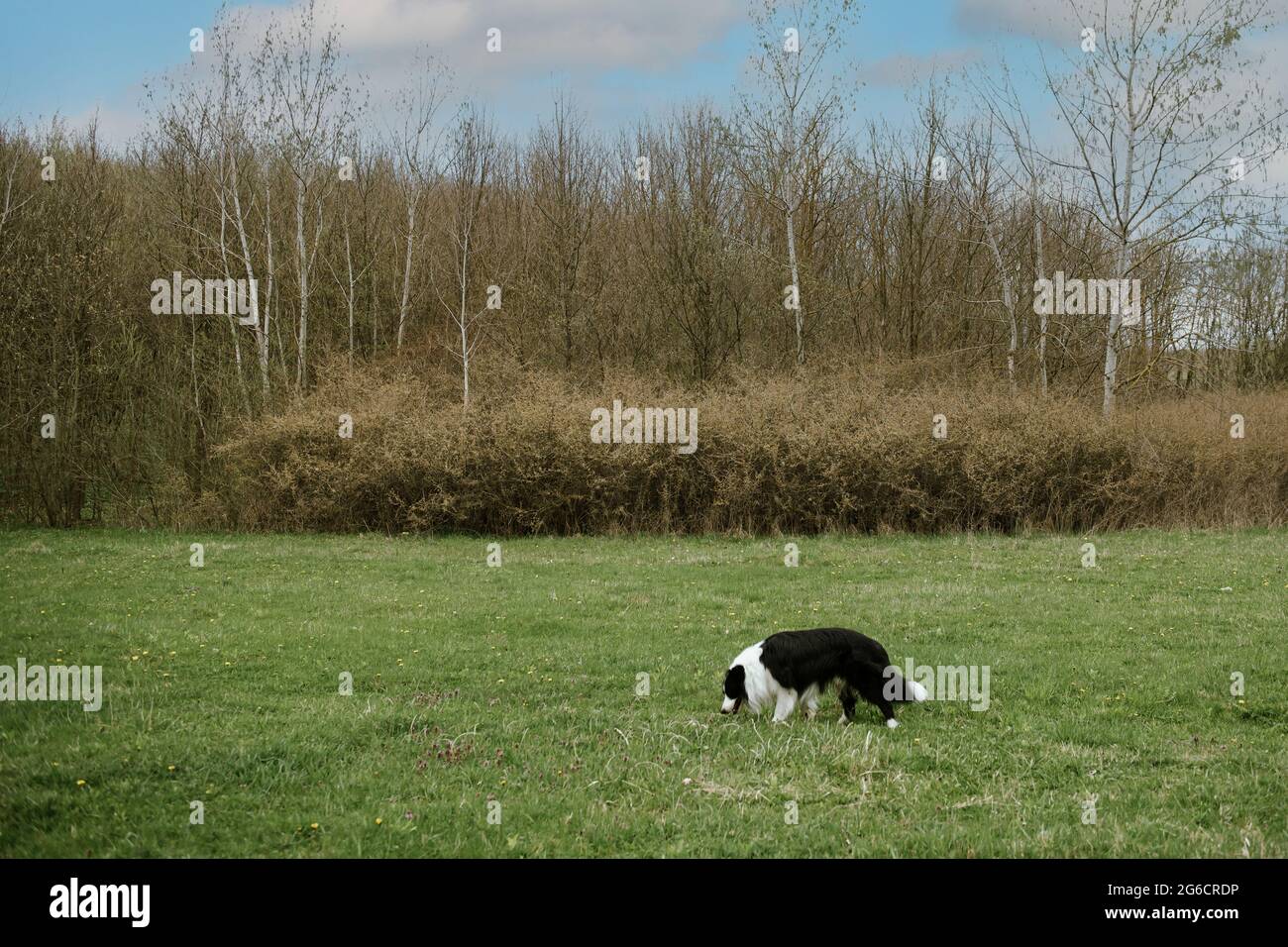 Una collie bordo pura razza camminare nella foresta, orizzontale, vista paesaggio Foto Stock