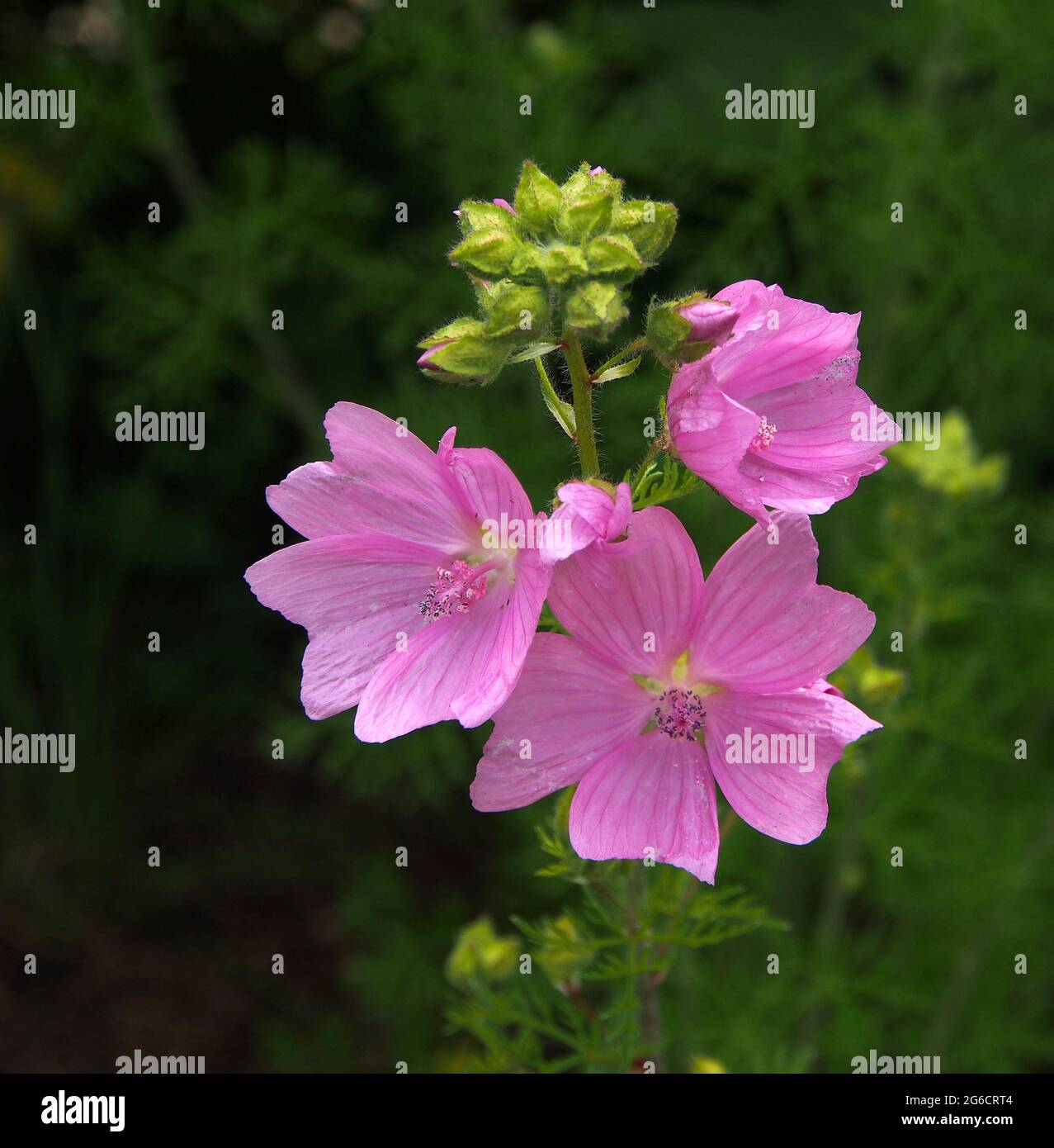 Fiori rosa brillante di mallow con gemme che crescono in un giardino inglese in estate (luglio). Foto Stock