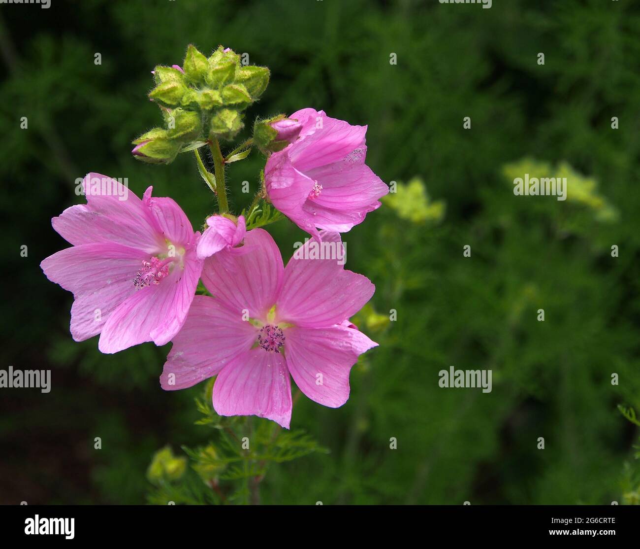 Fiori rosa brillante di mallow con gemme che crescono in un giardino inglese in estate (luglio). Foto Stock