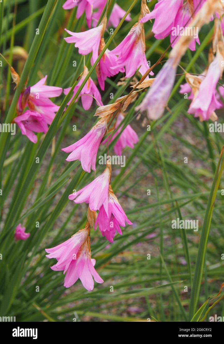 Teste inferiori rosa del Dierama Dracomontanum o Drakenberg Wandflower altrimenti noto come canna da pesca Angeli con i suoi fiori pendenti o di caduta. Foto Stock