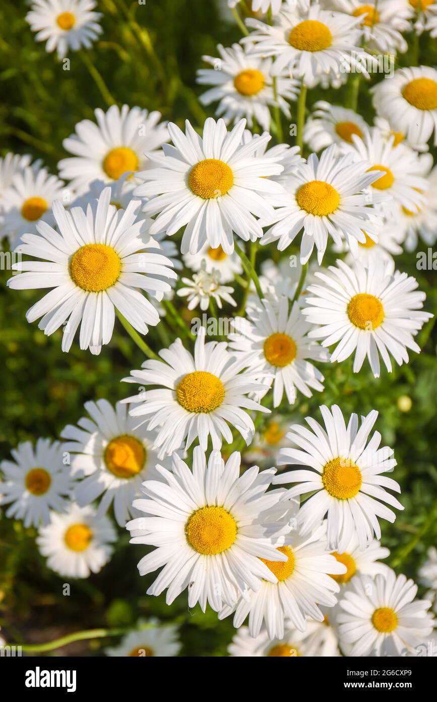 Recklinghausen, Renania Settentrionale-Vestfalia, Germania - Marguerite fiorente su un prato estivo. Foto Stock