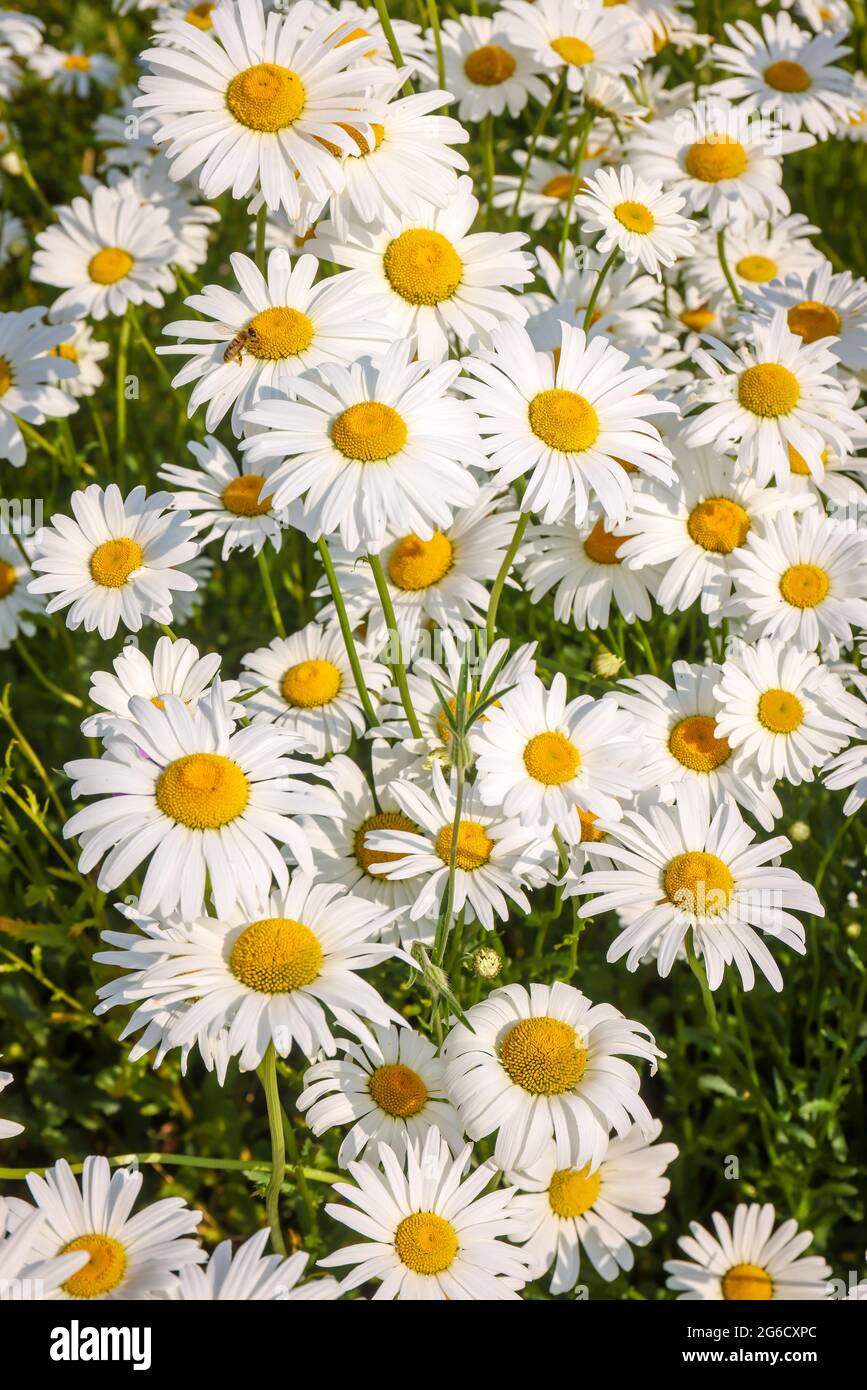 Recklinghausen, Renania Settentrionale-Vestfalia, Germania - Marguerite fiorente su un prato estivo. Foto Stock