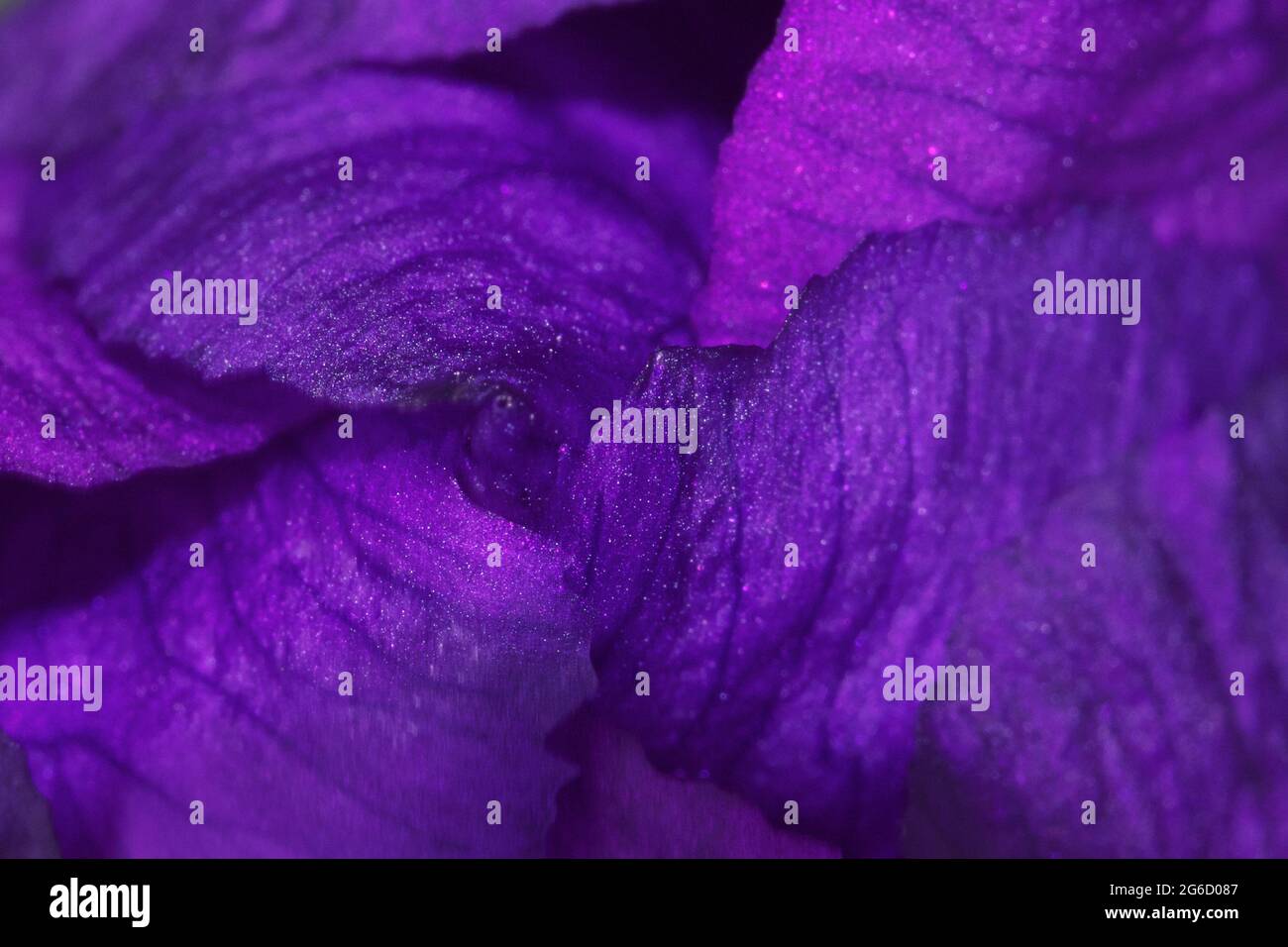 Iris fiore germoglio, macro foto. Petali di fiori viola, full frame. Foto Stock
