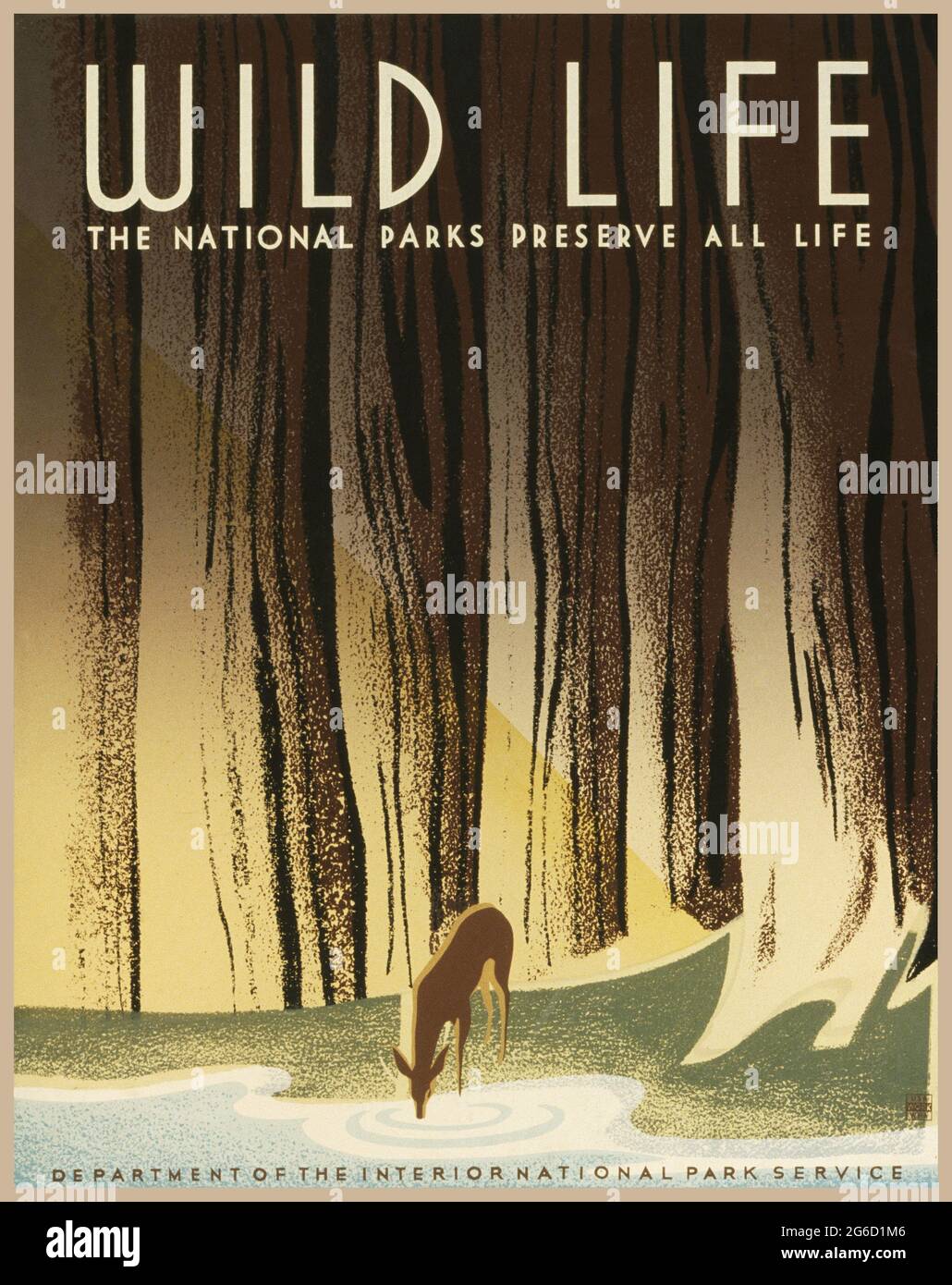 Poster di viaggio: Wild LIFE – i parchi nazionali conservano tutta la vita dell'artista Nicholson, Frank S. c 1940. Un cervo che beve da un ruscello nella foresta. Foto Stock