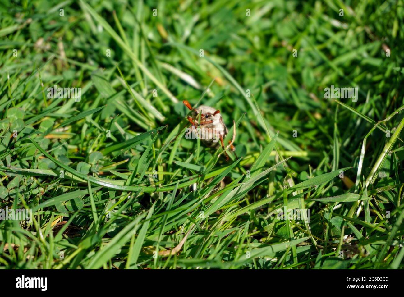 Un cockchafer strisciando nell'erba in una soleggiata giornata di primavera. Foto Stock