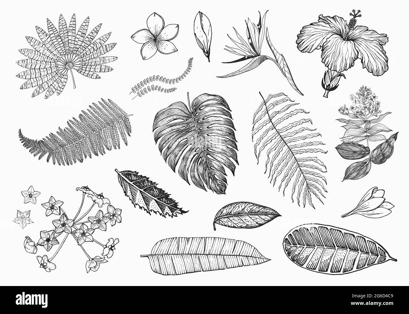 Palma, Strelitzia, Hibiscus, Plumeria, Medinilla, Monstera. Piante in fiore. Foglie e foglie tropicali o esotiche. Felce d'epoca Fiori incisi Illustrazione Vettoriale