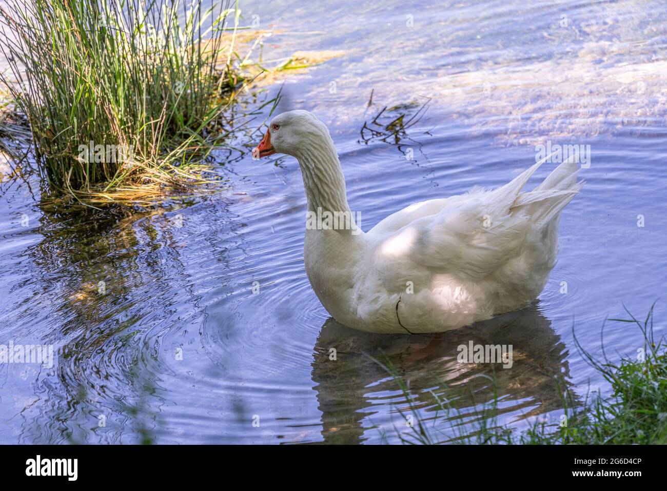 Oche domestiche mentre si nutrono di alghe in uno stagno. Fonti del Volturno, Rocchetta al Volturno, Isernia, Molise, Italia, Europa Foto Stock