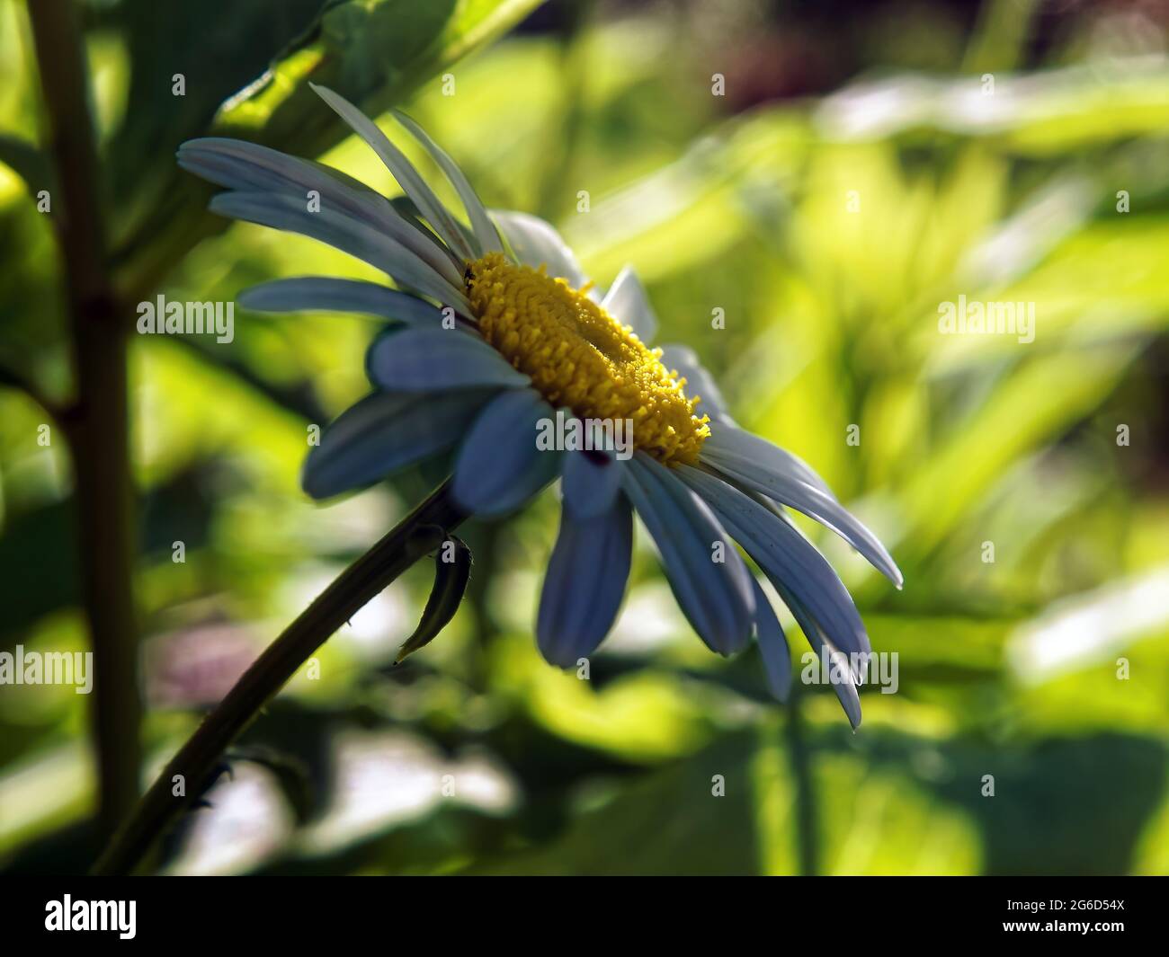 fiore camomilla nei cespugli in giardino, in estate Foto Stock
