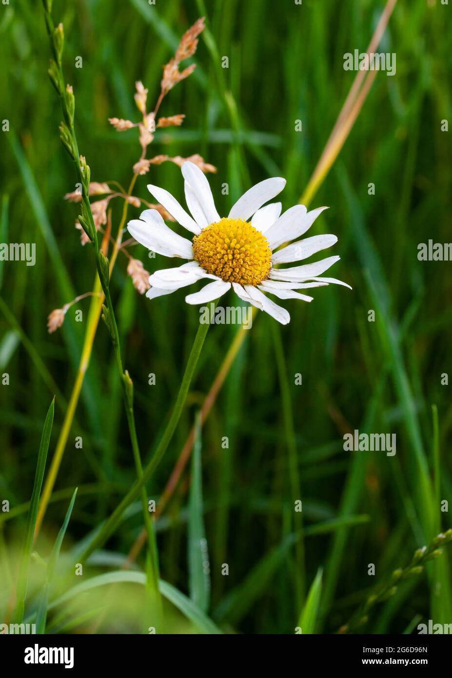 Oxeye daisy aspetto luminoso in erba Foto Stock
