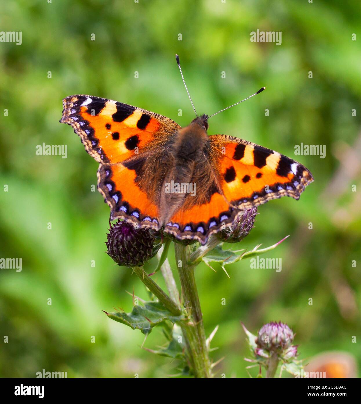 Bella piccola farfalla Tortoiseshell nella collina Cotswold durante il mese di luglio Foto Stock