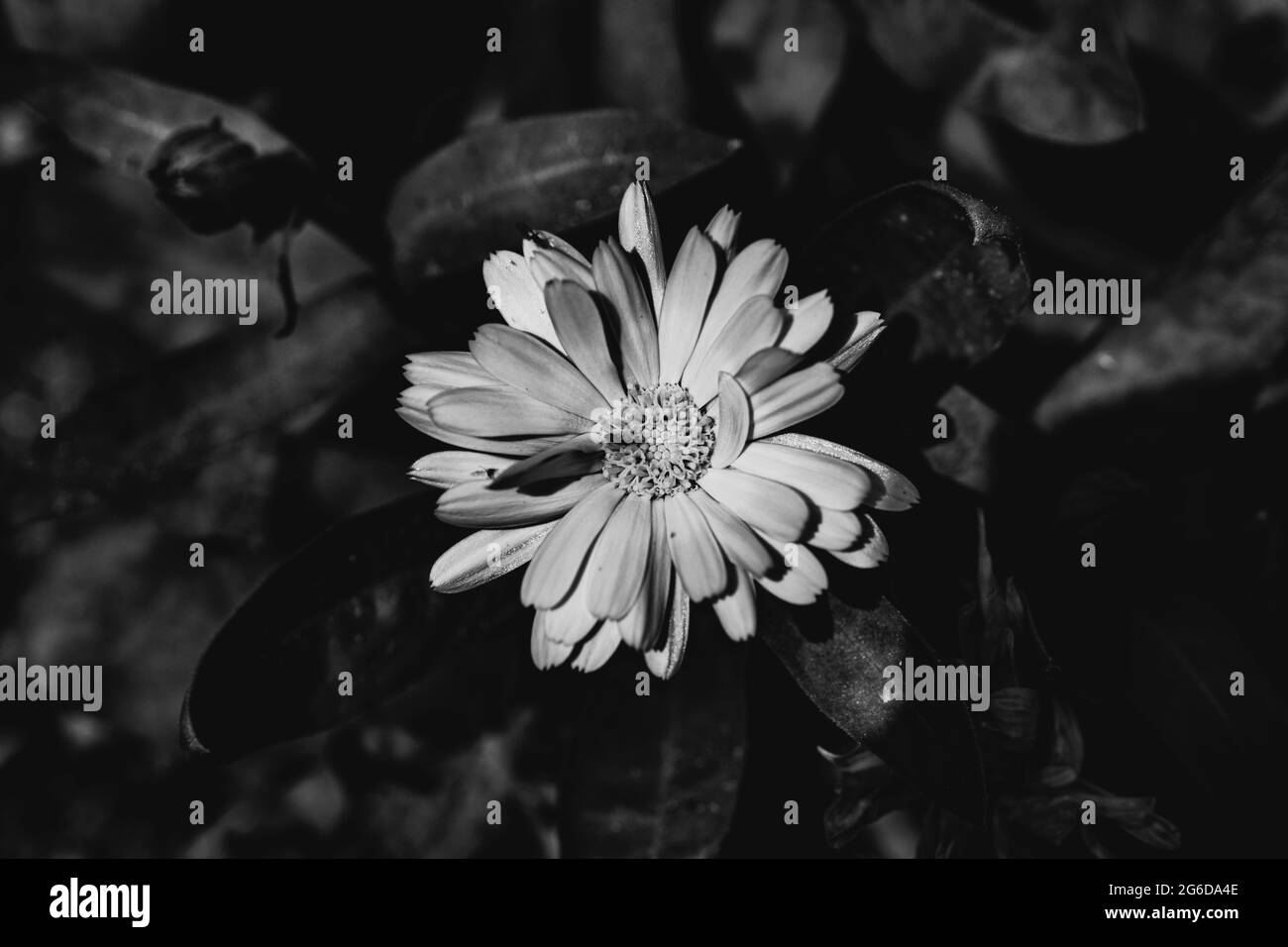 Vaso Marigold, Calendula officinalis, fiore bianco e nero, fiore singolo in natura Foto Stock