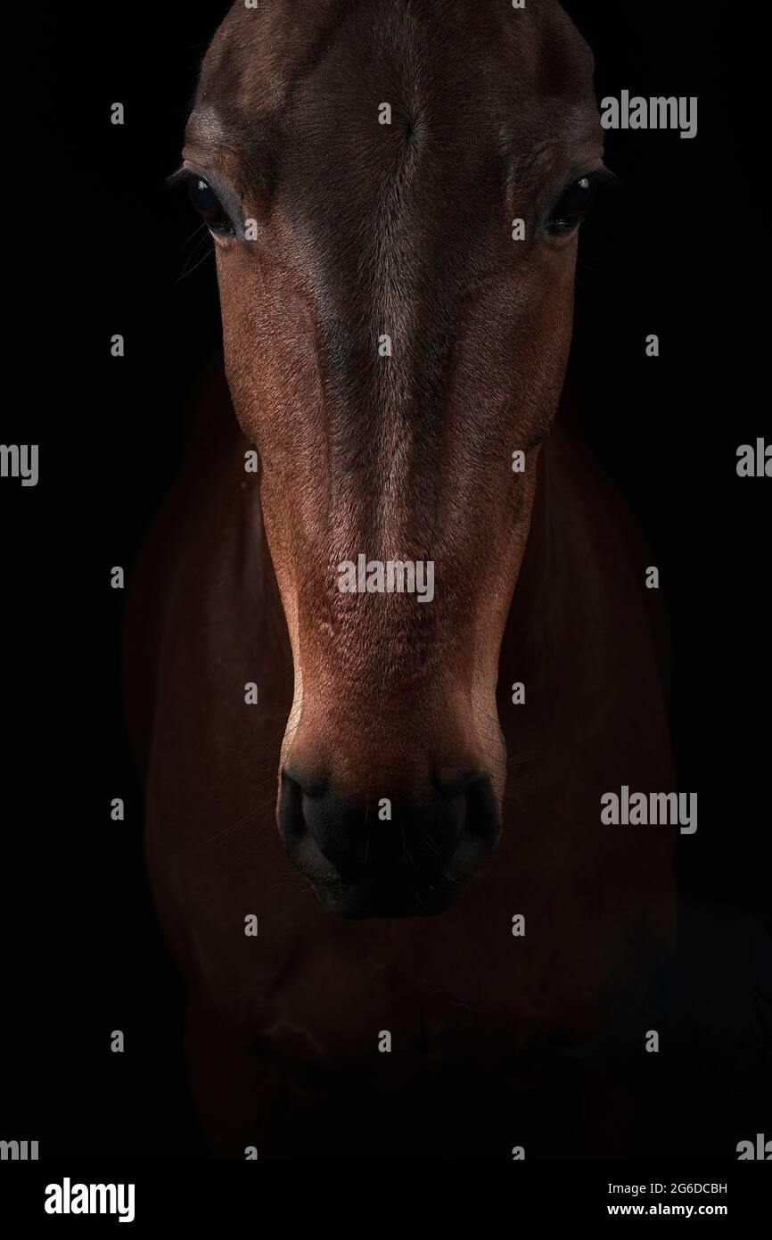 Muso di cavallo di castagno guardando la macchina fotografica su sfondo scuro nel club equino Foto Stock