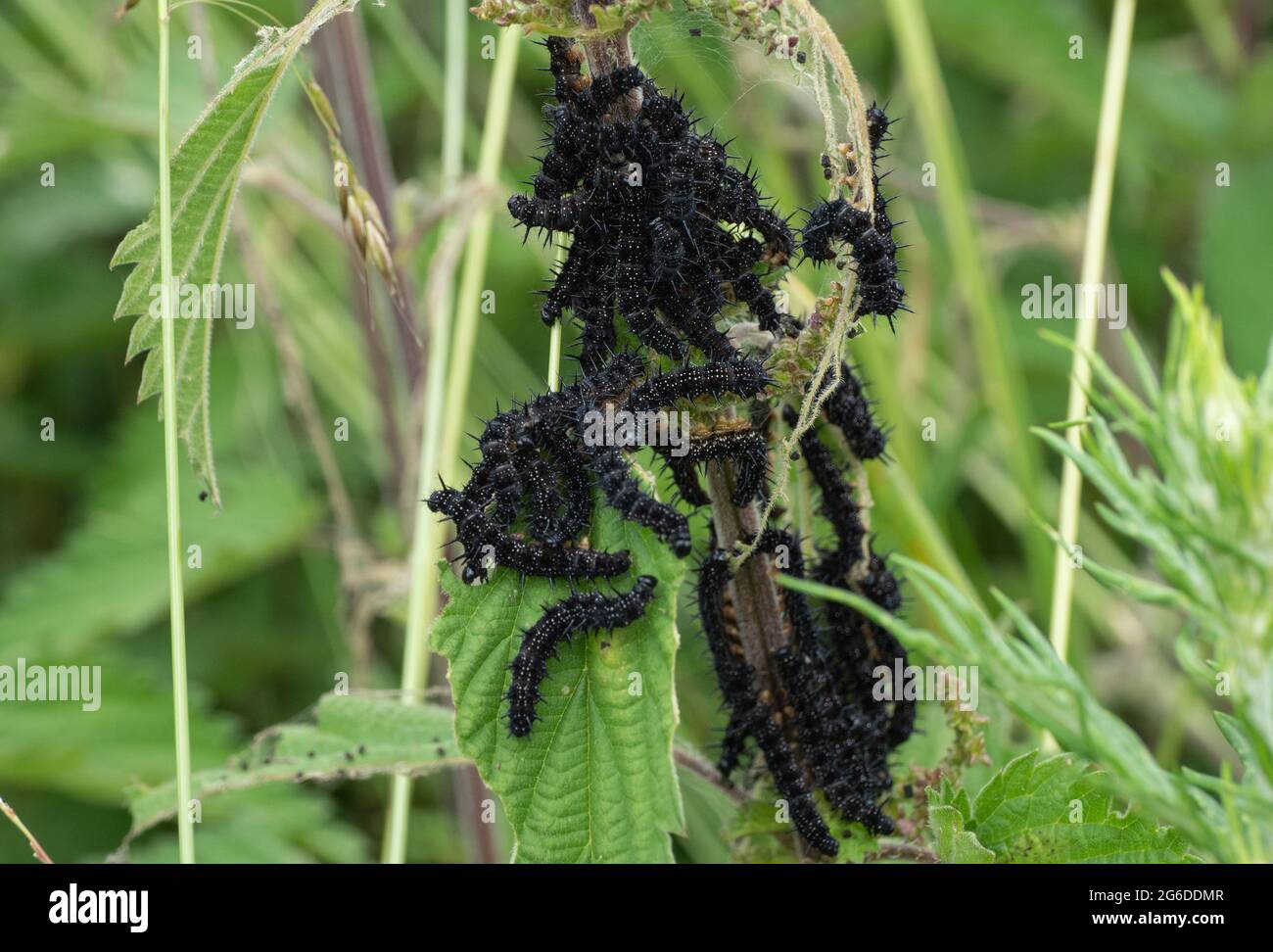 Caterpillars della farfalla del pavone sulle foglie di ortica Foto Stock