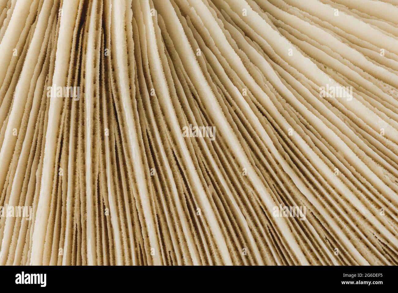 Macro di fondo testurizzato di branchie bianche a forma di linee rette Foto Stock