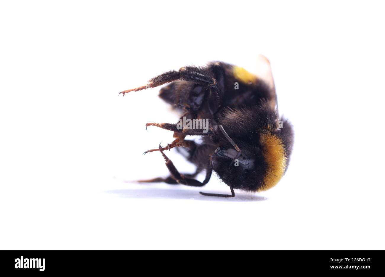 Morte di insetti Bumblebee morto conservazione della natura Foto Stock