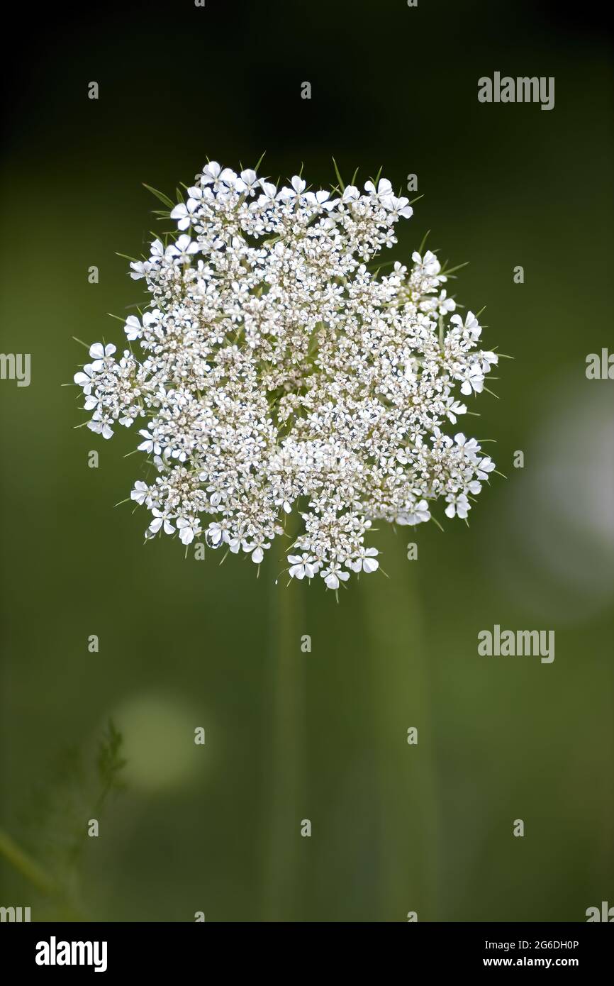primo piano di un pizzo di vescovi fiorito Foto Stock